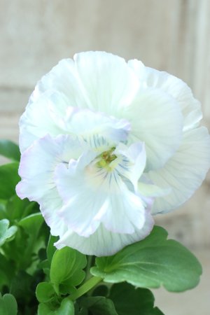 画像2: Fee des neiges Crepe Noble "フェデネージュ クレープ ノーブル" No.138