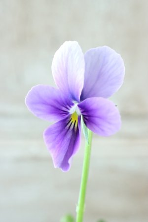 画像2: ~Ueta collection~"ビオラ パピヨンワールド" No.53