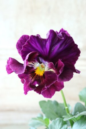 画像1: Fee des neiges Crepe "フェデネージュ クレープ" No.86