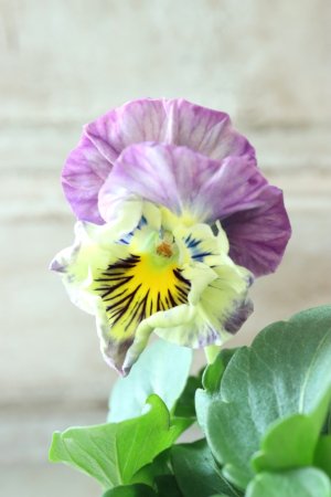 画像1: Fee des neiges Crepe Noble "フェデネージュ クレープ ノーブル" No.139