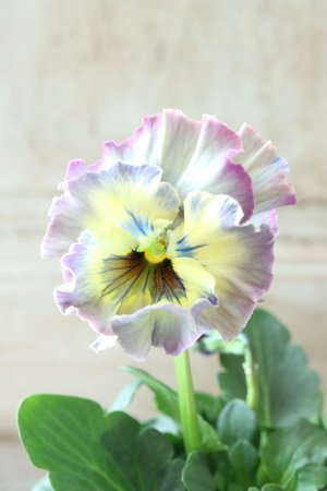 画像1: Fee des neiges~Toy Poo~ "フェデネージュ ~トイプー~" No.32