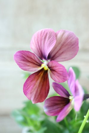 画像2: ~Ueta collection~"ビオラ パピヨンワールド" No.70