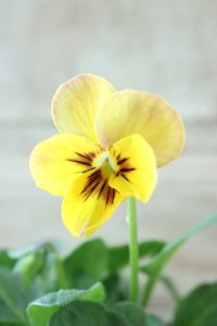 ~Ueta collection~"ビオラ パピヨンワールド" No.46