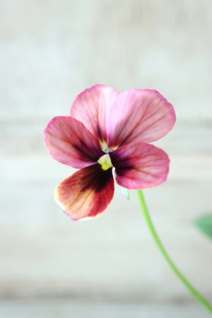 画像2: ~Ueta collection~"ビオラ パピヨンワールド" No.61