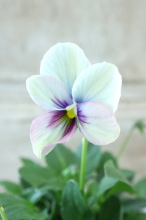 画像1: ~Ueta collection~"ビオラ パピヨンワールド" No.60