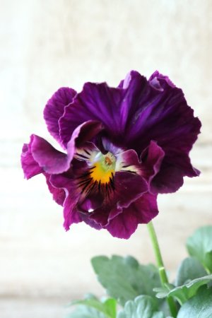 画像2: Fee des neiges Crepe "フェデネージュ クレープ" No.86