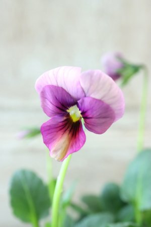 画像3: ~Ueta collection~"ビオラ パピヨンワールド" No.66