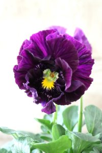 Fee des neiges Crepe "フェデネージュ クレープ" No.95