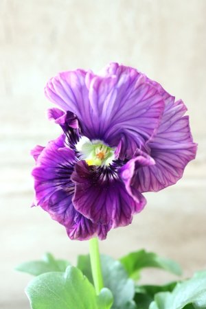 画像1: Fee des neiges Crepe Noble "フェデネージュ クレープ ノーブル" No.133