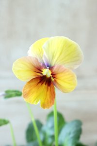 ~Ueta collection~"ビオラ パピヨンワールド" No.55