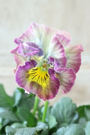 画像2: Fee des neiges Crepe "フェデネージュ クレープ" No.84