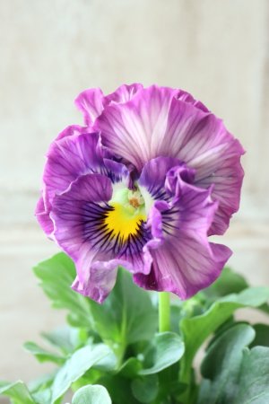 画像3: Fee des neiges Crepe Noble "フェデネージュ クレープ ノーブル" No.137