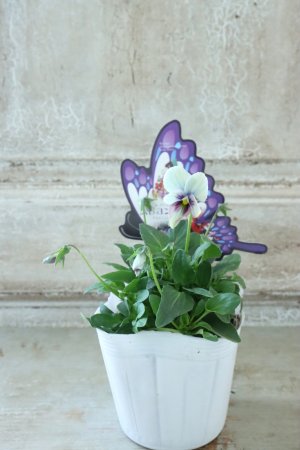 画像4: ~Ueta collection~"ビオラ パピヨンワールド" No.60