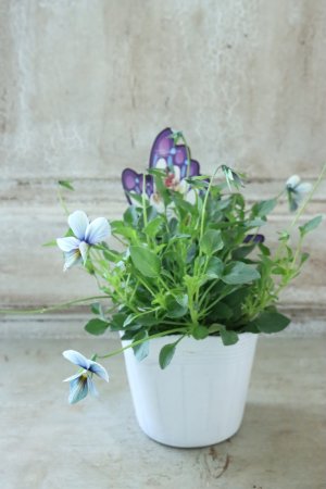 画像5: ~Ueta collection~"ビオラ パピヨンワールド" No.71