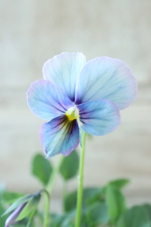 画像2: ~Ueta collection~"ビオラ パピヨンワールド" No.41