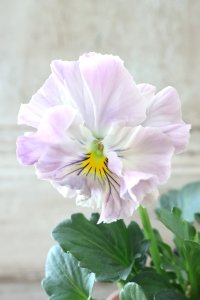 Fee des neiges Crepe "フェデネージュ クレープ" No.89