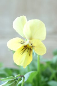 ~Ueta collection~"ビオラ パピヨンワールド" No.69