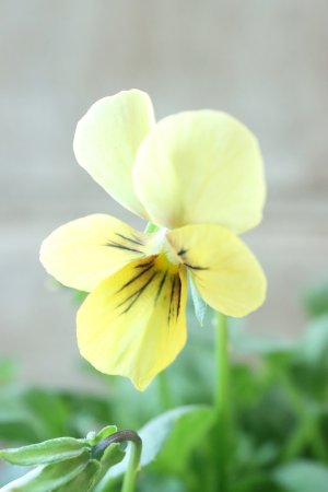 画像1: ~Ueta collection~"ビオラ パピヨンワールド" No.69