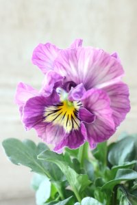 Fee des neiges Crepe "フェデネージュ クレープ" No.99