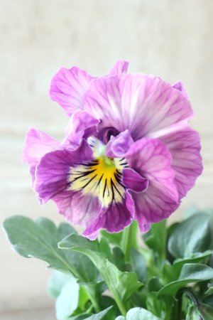 画像1: Fee des neiges Crepe "フェデネージュ クレープ" No.99