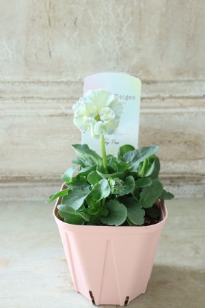 画像4: Fee des neiges~Toy Poo~ "フェデネージュ ~トイプー~" No.36