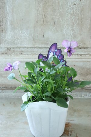 画像4: ~Ueta collection~"ビオラ パピヨンワールド" No.59