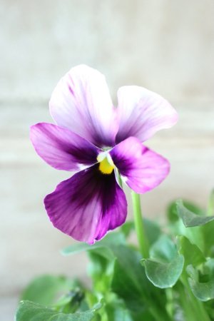 画像1: ~Ueta collection~"ビオラ パピヨンワールド" No.62