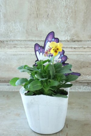 画像4: ~Ueta collection~"ビオラ パピヨンワールド" No.46