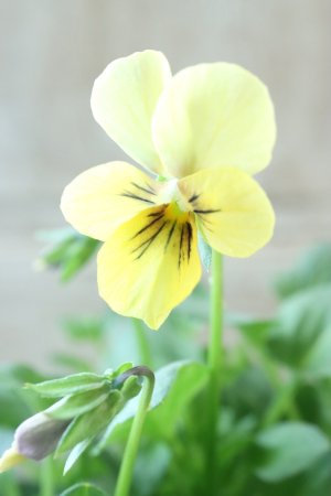 画像2: ~Ueta collection~"ビオラ パピヨンワールド" No.69