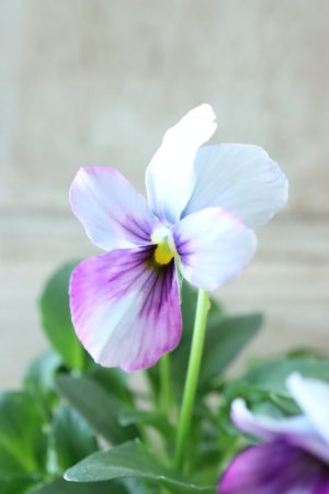 画像2: ~Ueta collection~"ビオラ パピヨンワールド" No.54