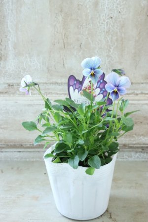 画像5: ~Ueta collection~"ビオラ パピヨンワールド" No.78