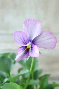 ~Ueta collection~"ビオラ パピヨンワールド" No.59