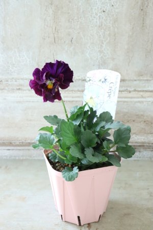 画像4: Fee des neiges Crepe "フェデネージュ クレープ" No.86