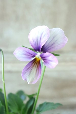 画像1: ~Ueta collection~"ビオラ パピヨンワールド" No.45