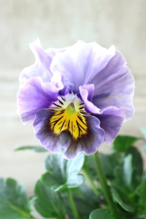 画像2: Fee des neiges Crepe "フェデネージュ クレープ" No.92