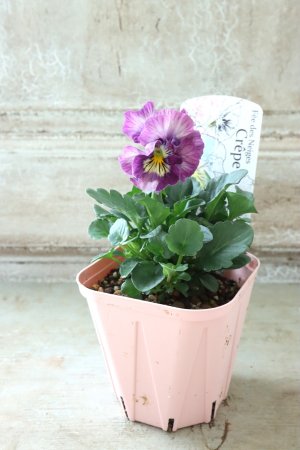 画像4: Fee des neiges Crepe "フェデネージュ クレープ" No.99