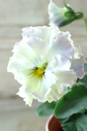 画像2: Fee des neiges~Toy Poo~ "フェデネージュ ~トイプー~" No.35