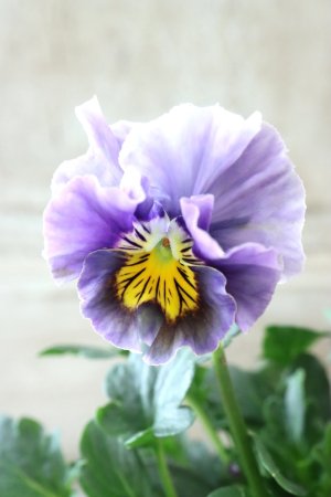 画像3: Fee des neiges Crepe "フェデネージュ クレープ" No.92