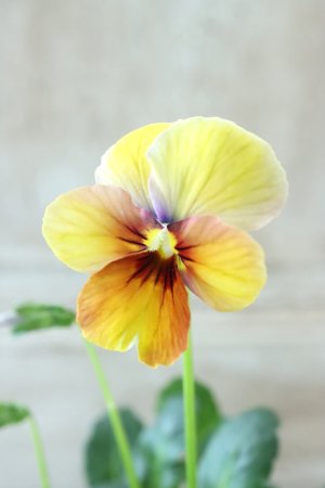 画像2: ~Ueta collection~"ビオラ パピヨンワールド" No.55