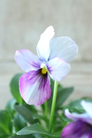 画像1: ~Ueta collection~"ビオラ パピヨンワールド" No.54