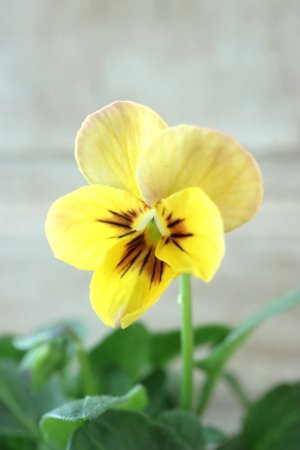 画像2: ~Ueta collection~"ビオラ パピヨンワールド" No.46