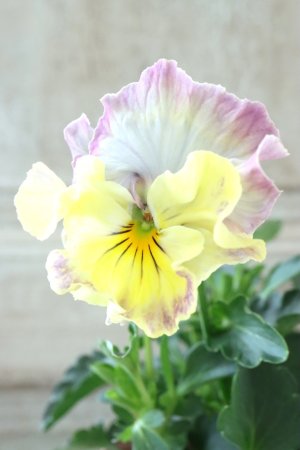 画像3: Fee des neiges Crepe "フェデネージュ クレープ" No.82