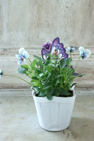 画像6: ~Ueta collection~"ビオラ パピヨンワールド" No.76