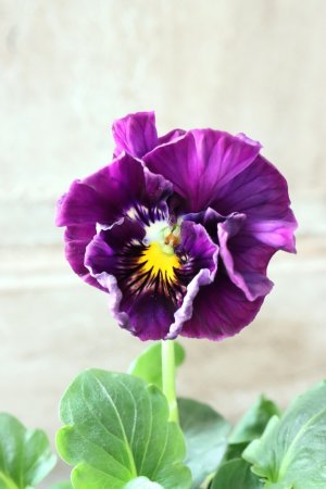 画像1: Fee des neiges Crepe Noble "フェデネージュ クレープ ノーブル" No.134