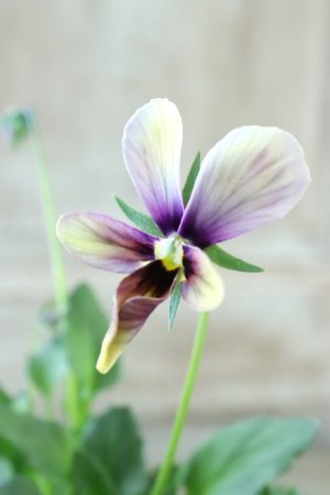 画像3: ~Ueta collection~"ビオラ パピヨンワールド" No.68