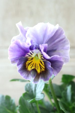 画像1: Fee des neiges Crepe "フェデネージュ クレープ" No.92