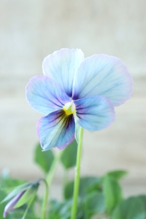 画像1: ~Ueta collection~"ビオラ パピヨンワールド" No.41