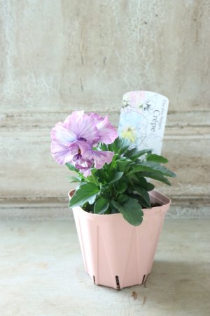 画像3: Fee des neiges Crepe "フェデネージュ クレープ" No.104