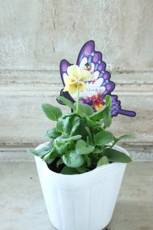 画像4: ~Ueta collection~"ビオラ パピヨンワールド" No.80