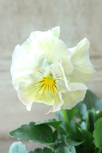 Fee des neiges Crepe "フェデネージュ クレープ" No.103